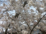 2008年の桜_2